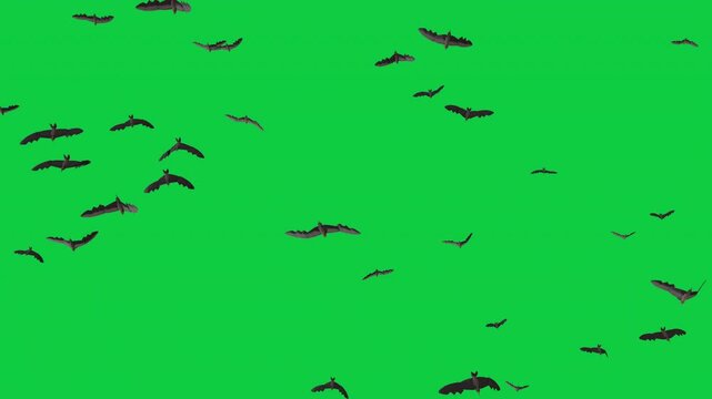 Swarm of bats flying across a green screen key in a 3D render animation, perfect for halloween compositing or horror visual effects