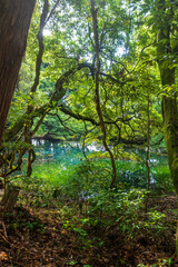 Fototapeta premium 山形県遊佐町・神秘的な湧水池「丸池様」