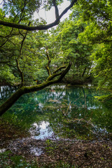 Fototapeta premium 山形県遊佐町・神秘的な湧水池「丸池様」