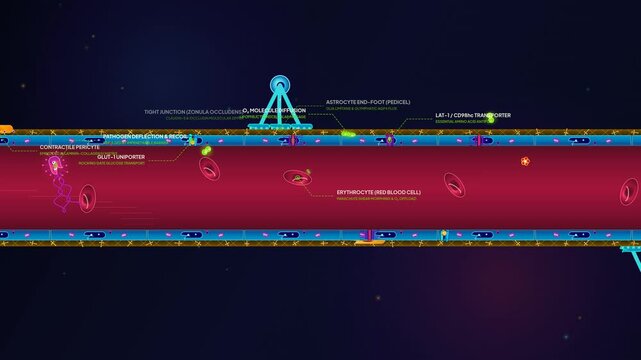 Detailed animation of the blood-brain barrier showing tight junctions, astrocyte end-feet, red blood cells, glucose transport, oxygen diffusion, and pathogen deflection in a brain capillary
