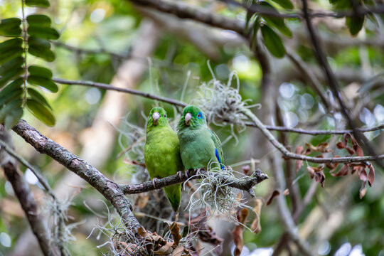 Two Brotogeris parakeets perched beside an epiphyte at Sonso