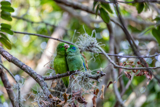 Two Brotogeris parakeets perched beside an epiphyte at Sonso