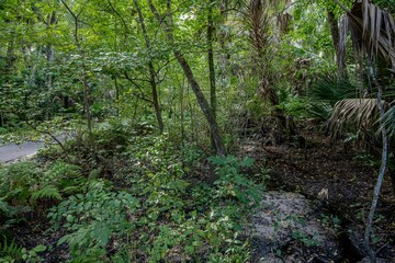 Fototapeta premium Spring Hammock Preserve, Florida