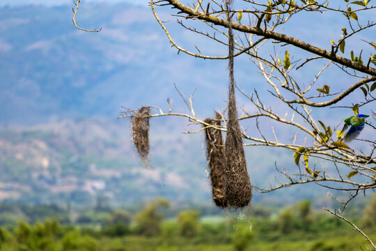 Hanging oriole nests and a flying Brotogeris parakeet at Sonso