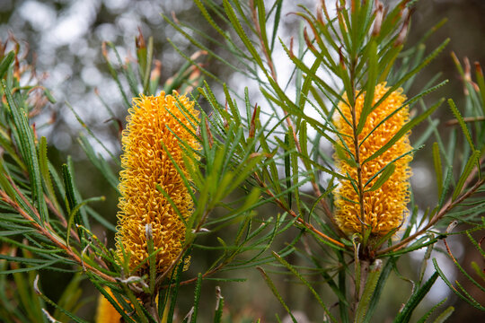 Banksia spinulosa var. collina, Hill Banksia or Golden Candlesticks flowers in New Zealand 