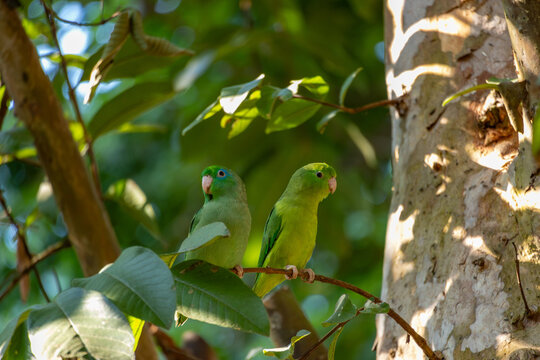 Two green parakeets perched together on a branch at Sonso