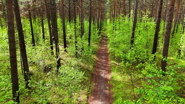 A drone flight over a narrow path through a pine forest overgrown with bushes during a sunny day.
