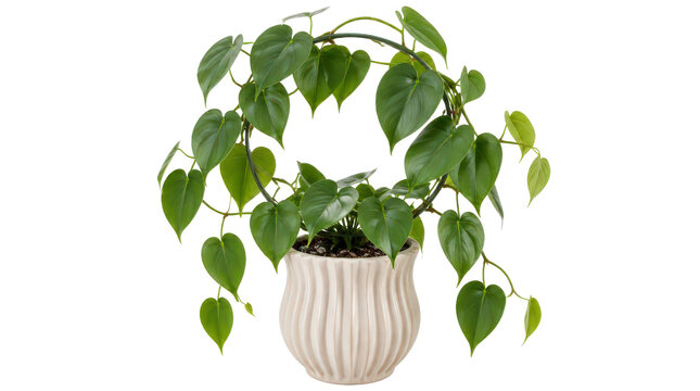 Heart Leaf Vine Trained on a Hoop in a Cream Pot