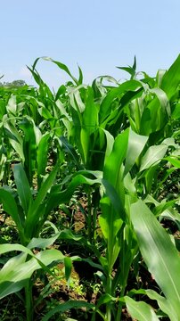 Green corn plants growing in a lush agricultural field under a clear blue sky on a sunny day, high angle steady shot of young maize leaves swaying in the breeze during agricultural growth season