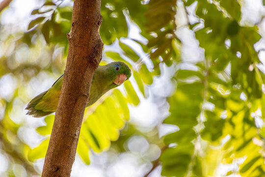 Brotogeris jugularis parakeet beside a tree trunk at Sonso