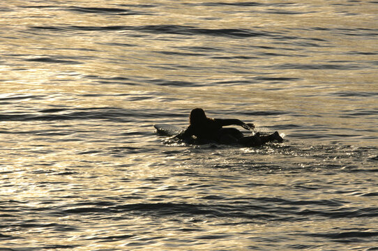 silhouette of woman on surfboard paddling surfboard in golden sunset water