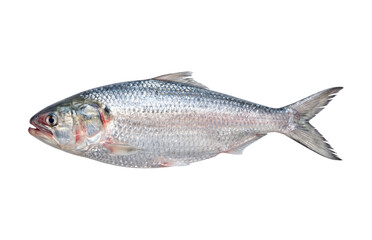 Fototapeta premium Fish lies horizontally on a plain transparent backdrop exhibiting silver scales and a detailed lateral line.