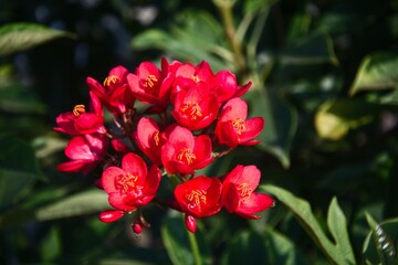 Obraz premium Beautiful blooming red Peregrina or Spicy Jatropha ornamental tropical flower background