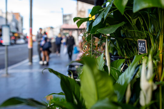 Potted green plants displayed for sale on city footpath outside shop with price tag