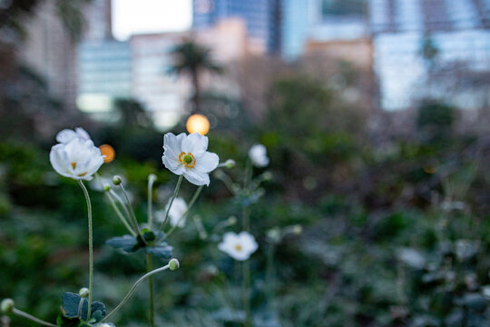 White anemone flowers blooming in urban city park with soft blurred skyscrapers in background