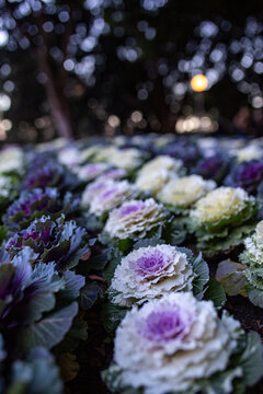 Ornamental kale cabbage plants (Brassica oleracea) growing in garden bed with soft bokeh lighting