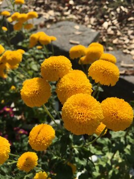 yellow pompon flowers