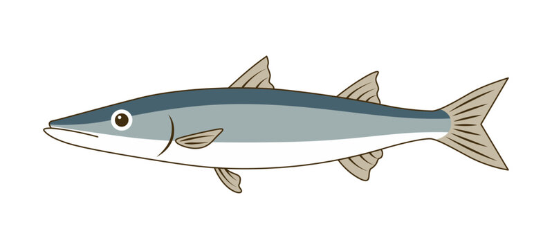 カマスのシンプルフラットイラスト｜カマスの魚介素材