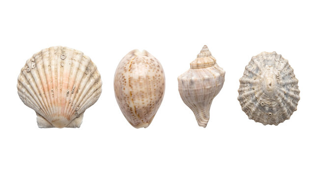 Scallop cowrie whelk limpet seashells isolated on transparent background png