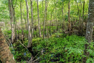 Obraz premium spring hammock preserve, Florida