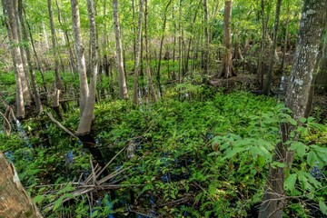 Fototapeta premium spring hammock preserve, Florida