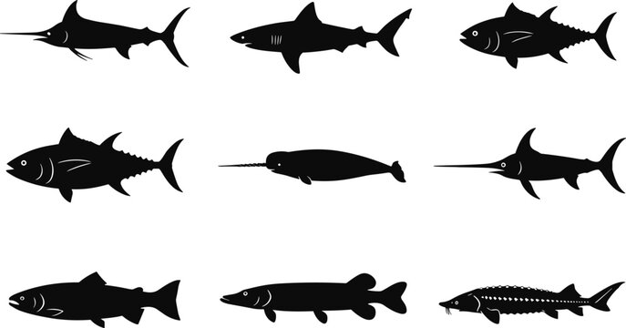 Black silhouettes vector collection of ocean and river fish varieties featuring shark swordfish tuna sturgeon narwhal pike salmon.