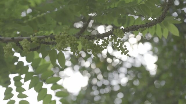 Close-up footage of clusters of fresh green star gooseberry fruits growing naturally along tree branches in a tropical garden. Soft natural light and shallow depth of field create a calm botanical atm