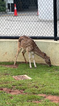 Young doe deer without antlers eating grass inside enclosure, wildlife footage showing natural grazing behavior in captivity setting