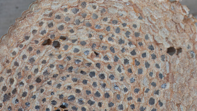 Macro Close-Up of Ropalidia Paper Wasp Nest Texture and Hexagonal Cells