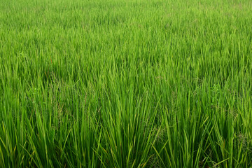 Fototapeta premium Lush vibrant green rice field grass texture close up background