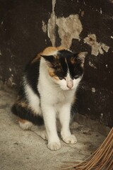 Calico cat sitting against a peeling wall © Phuwarin