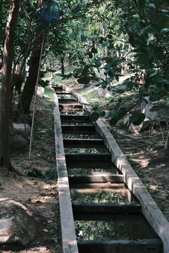 Narrow stepped water channel running through dense garden greenery