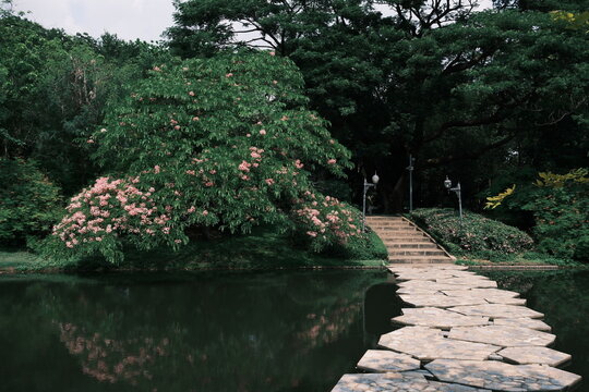 Stepping stone path across a pond beside a pink flowering tree