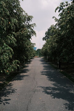 Empty tree lined road through a shaded park
