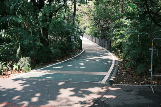 Curving green path through dense trees with dappled sunlight