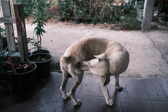 Light colored dog grooming itself on a concrete surface