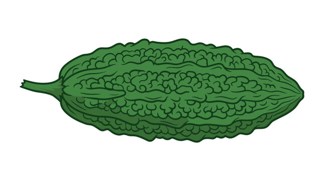 Illustration of a Fresh Green Bitter Melon Vegetable