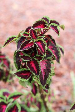 Planta ornamental, colorida llamada coleus o scotellarioides o piectranthus
