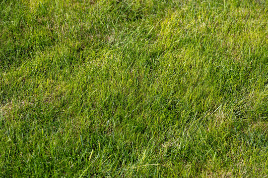 green grass field