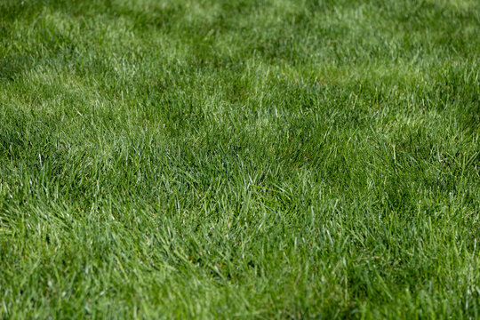 green grass texture