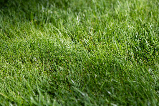 Green grass lawn with shadows
