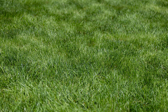 Textured green grass lawn