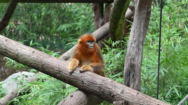 A golden snub-nosed monkey with vibrant orange fur and a distinctive blue face rests calmly on a wooden log against a lush green forest background in the zoo