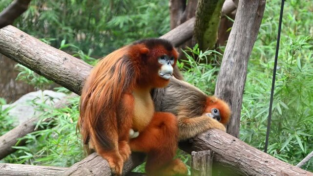 A golden snub-nosed monkey with vibrant orange fur and a blue face is sitting on a wooden log in a lush green environment