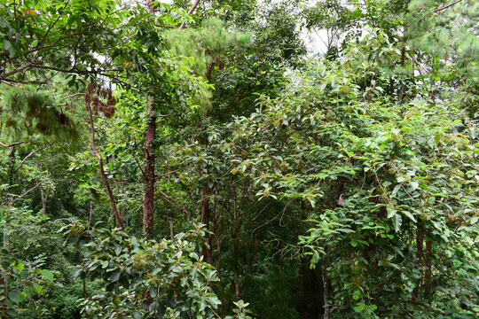 scenic view of lush green tropical rainforest canopy