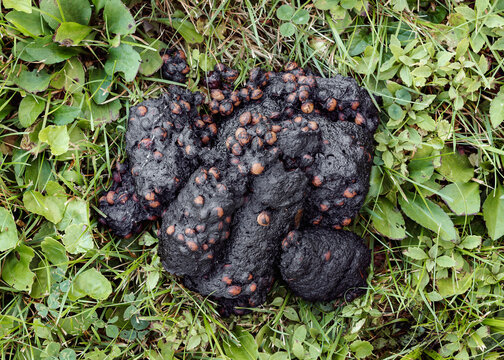 Bear scat on green grass containing visible seeds, illustrating wildlife activity and the natural diet of a wild bear.