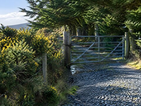 Shingle track ending at a steel field gate chained shut inside a macrocarpa windbreak