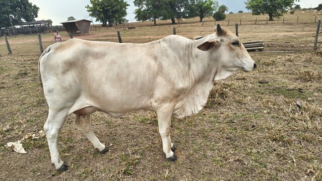 A light colored zebu cow stands in a dry grassy field with trees and a small wooden structure in the background