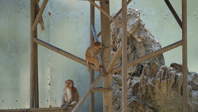 playful young snow monkey during the day in the zoo, monkey in outdoor exhibit during spring season