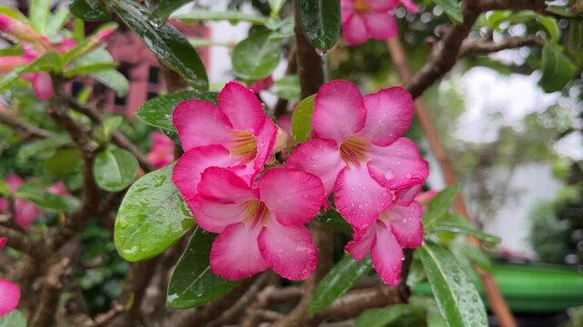 Pink adenium obesum flowers with water droplets on green leaves in garden